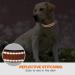 Taglory Large Dog Collar - Soft Padded Neoprene Nylon Adjustable & Reflective for Training - Orange (1 Pack) - Buy Online on GoSupps.com