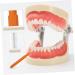 Buy COOLHIYA 100pcs Interdental Toothbrushes - Perfect for Eyebrow Lamination & Dental Hygiene | International Shipping Available - Buy Online on GoSupps.com