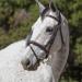 ExionPro Fancy Designer Stitched Square Raised Snaffle Noseband & Brow Band Soft Lined Cutback Mono Crown Piece Horse Bridle with Detachable Flash & Rubber Reins | English Bridle | English Horse Tack VT Leather (Advanced Rider)-Full Havana