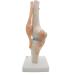 Opaeroo Life Size Anatomical Medical Knee Joint Model with Ligaments - Perfect for Education & Anatomy Studies - Buy Online on GoSupps.com
