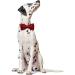 Lionet Paw's Christmas Dog Collar - Comfortable Silk with Removable Fly for Small Dogs (25-40cm) - Red - Perfect for Holiday Festivities - Buy Online on GoSupps.com