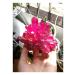 Light Red Crystal Titanium Bismuth Silicon Cluster Rainbows Natural Stones and Minerals
