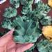 Gems for Decoration 260g Natural Crystal Green Ghost Crystal Cluster Aura Crystal - Buy Online on GoSupps.com