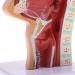 Nasal Cavity Throat Anatomical Model Pathological Nasal Pharyngeal Oropharyngeal Longitudinal Section Model - Buy Online on GoSupps.com