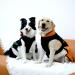 Pet Large Dogs Raincoat | Waterproof Jacket for Dogs | Adjustable Lightweight Vest | XXL Size 2XL 76-85lbs | Orange - Buy Online on GoSupps.com