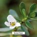 Banyan Botanicals Organic Focus Liquid Extract - USDA Certified Ayurvedic Nootropic Blend for Mental Support and Alertness - Buy Online on GoSupps.com