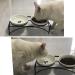 FOREYY Elevated Cat Bowls - Ceramic and Stainless Steel Dishes with Iron Stand for Cats and Small Dogs - 16 Ounces - Dishwasher Safe - Buy Online on GoSupps.com