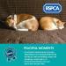 RSPCA 2 x 250ml Calming Spray for dogs - Stress & Anxiety Relief - Buy Online on GoSupps.com