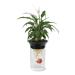 Penn-Plax Aquaponic Betta Fish Tank Promotes Healthy Environment for Plants and Fish 0.5 Gallon