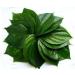 Seelans Fresh Betel Leaves | Beetle Leaves 10pcs | Pan Leaves | Leaf Betel | Fresh Leaf | Used for Pooja & Edible | Indian Origin | Approx 50G Next Day Shipping - Buy Online on GoSupps.com