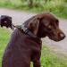 Nobby Classic Preno Leash - Black/Grey 200 cm 25/35 mm | Durable Dog Leash for International Shipping - Buy Online on GoSupps.com