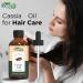 Organic Zing Cassia (Cinnamomum Cassia) Oil | Pure & Natural Essential Oil for Hair Care Massage Aroma & Diffuser - 30ml/1.01fl oz - Buy Online on GoSupps.com