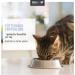 Reavet Diabetes Plus for Cats 50g - Best Nutritional Supplement for Diabetic Cats | Effective Diabetes Diet - Buy Online on GoSupps.com