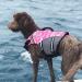 Vivaglory Dog Life Jacket - Adjustable Durable Camo Pink Life Vest for Large Dogs (Chest 66-79 cm) - Excellent Buoyancy & Safe Fastening System - Buy Online on GoSupps.com