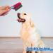 Flea Comb Removal Grooming Flea Comb for Cats Flea Comb for Dogs Reduce Hair Loss Anti Slip Handle Pet Massage Comb Against Fleas Nits Biting Pests Ticks Flea Dirt Ectoparasites - Buy Online on GoSupps.com