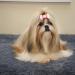50 Dog Hair Accessories - Pet Hair Clips & Bows for Small Dogs Cats & Puppies - Random Colors - Buy Online on GoSupps.com