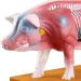 Pig Acupuncture and Moxibustion Model Pig Acupuncture and Moxibustion Point Pig Anatomical Model Physiological Tissue Structure Display - Buy Online on GoSupps.com