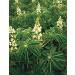 Buy gesundo ORGANIC Lupin Flour - 1kg Bag | High Protein White Sweet Lupine | Vegan & Gluten-Free - Buy Online on GoSupps.com