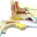 Human Ear Template Outdoor Ear Medium Ear Inner Ear Ear Structure Model Adapted for Teaching - Buy Online on GoSupps.com