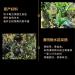 357g Yunnan Menghai Jardin De Th Ancien Arbre Ancien Pu - Th Cru Erh Tr sor De Th Saveur Ancienne - Buy Online on GoSupps.com