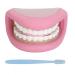 Dental care model mouth model for language mouth doll with toothbrush children's mouth hand doll with 28 teeth ideal model for brushing and teaching dentures for children and children
