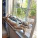 Sunny Seat Cat Window Perch Hammock | Space Saving Cat Bed | Size 55x35cm - Buy Online on GoSupps.com