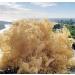Sea Moss (Irish Moss) 100g - Golden Wildcrafted Jamaican Product Organic Non GMO Vegan Packed with 92 Minerals + Vitamins Excellent for Smoothies Skincare etc - Buy Online on GoSupps.com