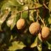 Botanica Origins Premium Wild Baru Nuts 24 oz Value Pack - Whole, Roasted, Unsalted, Non-GMO - Vegan, Keto, Paleo Friendly - 1.5 lb Pack - Buy Online on GoSupps.com