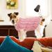 Puppy Knitted Pullover Sweater Dog Turtleneck Winter Knitted Sweater Jacket Puppy Dog Warm Dog Pullover Soft Turtleneck Dog Clothes Vest for Pet Autumn for Puppy Small Dog Medium Dog (M Pink) M Pink1 - Buy Online on GoSupps.com