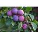 Pitted Prunes 2 Pounds - Non-GMO Dried Plums, Unsulfured, Unsweetened, Vegan - Bulk 2 Pound Pack - Buy Online on GoSupps.com
