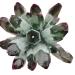 Natural Crystal Rough Home Decoration 1pcs Natural Green Ghost Phantom Quartz Crystal Cluster Specimen Wedding Decoration Aquarium Stones (Size : 700-800g)