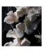 fine'ry. EDP Perfumes - No Prince Required - 2 fl oz - Buy Online on GoSupps.com
