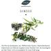 Saunabedarf Schneider Infusion Concentrate - 250ml Sauna Infusion L yly | Premium Aromatic Experience Delivered Worldwide - Buy Online on GoSupps.com