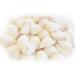 24 Beautiful White & Purple Wart Cowries (Vericosus Calprunis) 3/4-1 Shells