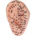 Buy Ear Massage Model - Accurate PVC Acupuncture Model - Ideal for Teaching & Labs - International Shipping Available - Buy Online on GoSupps.com