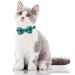 Shop TagME Green Cat Collar for Kittens - Personalized with Name & Phone Number Safety Clasp & Bell - 1 Pack - Buy Online on GoSupps.com