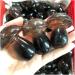 Natural Fluorite Quartz Gem Crystal Mushroom Polished Raw Stones Home Decoration Reki Gifts HOMEZHOU - Buy Online on GoSupps.com