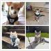 Anlitent Soft Mesh No Pull Cat Harness & Lead Set - XS Under 3lbs - Escape Proof Vest for Walking Cat/Kitten - Grey - Buy Online on GoSupps.com