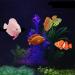 Buy Numama Artificial Fish for Aquarium | Colorful 4pcs Decorative Ornaments for Fish Tanks - Buy Online on GoSupps.com