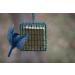 C&S Wild Bird Double Suet Basket  2.7" D x 5.3" W x 5.2" H - Buy Online on GoSupps.com