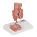 3B Scientific K27 Hemorrhoid Model with Smart Anatomy | Educational Tool - Buy Online on GoSupps.com