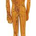 High-Quality Acupuncture Point Body Model - Exquisite Craftsmanship & Practical Accessories for Training - Buy Online on GoSupps.com