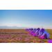 Gourmetia Saffron Saffron Threads in Premium Quality 2 Grams - Category I Superior (ISO 3632-2) - Buy Online on GoSupps.com