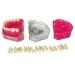 Dental Tooth Extraction Model Full Mouth Detachable 28pcs Tooth Simulation Facial Skin Model For Dentist Teaching Study (Teeth Model) - Buy Online on GoSupps.com