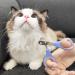 Buy Ingjia Claw Scissors for Cats | Durable Stainless Steel Nail Cutter for Kittens Rabbits & Small Animals - Ergonomic & Safe - Buy Online on GoSupps.com