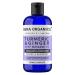 Turmeric & Ginger Massage Oil - Natural Ginger Oil Therapy for Lymphatic Drainage Nerve Muscle & Joint Discomfort Relief Warming Relaxing & Soothing Massage - Lavender (250ml) by Sera Organics 250 ml (Pack of 1)