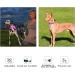 Buy Masbrill LED Dog Collar - Waterproof Luminous Safety Collar with 3 Flashing Lights for Small to Large Dogs (Purple 48-60cm) | International Shipping Available - Buy Online on GoSupps.com