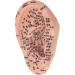 Buy Ear Acupuncture Display Model - Clear Point Visibility for Study Presentations | International Shipping Available - Buy Online on GoSupps.com