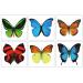 12 Sheets Large Butterfly Temporary Tattoos by Butterfly Utopia - 12 Count Pack - Buy Online on GoSupps.com
