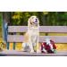 Comfortable Silk Dog Collar with Removable Fly for Small Dogs | Lionet Paws - 25-40cm White - Buy Online on GoSupps.com